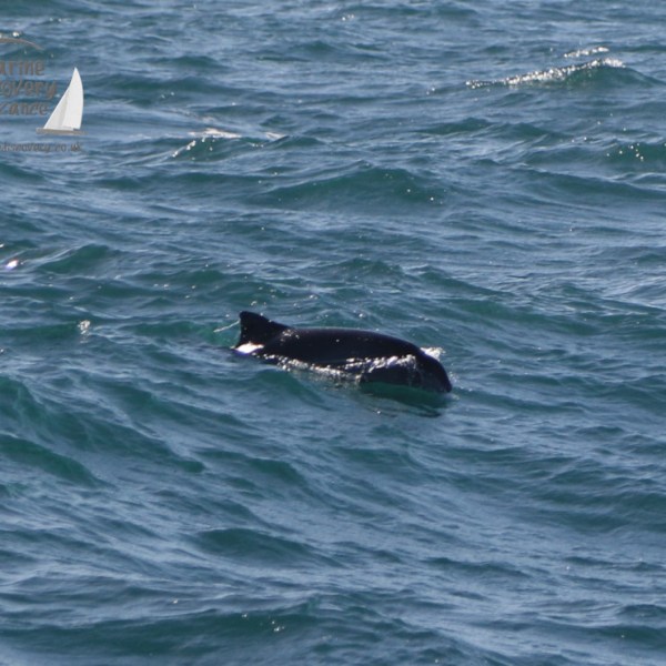 harbour porpoise