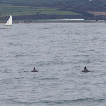 harbour porpoisesof water