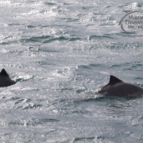 harbour porpoises
