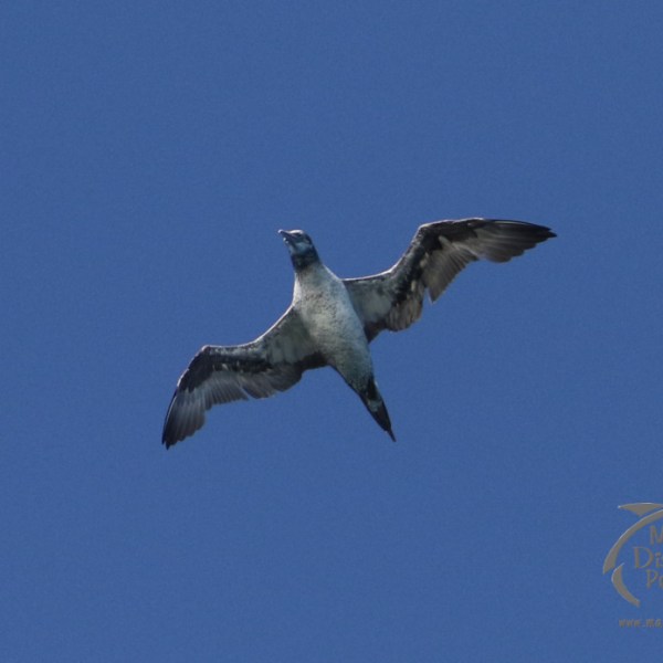 juvenile gannet