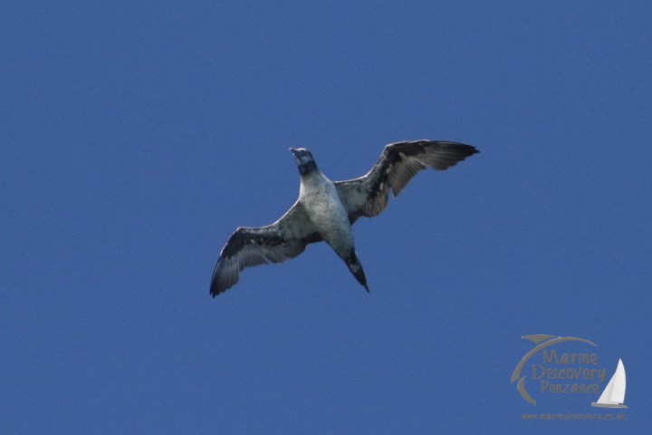juvenile gannet