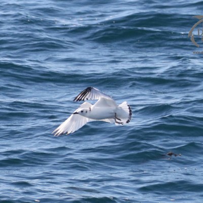 kittiwake