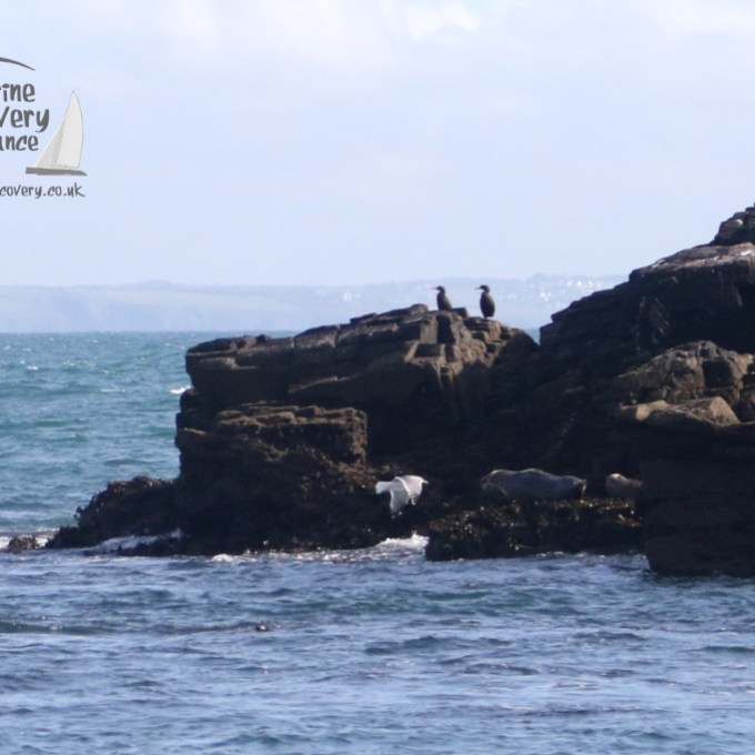seals and cormorants
