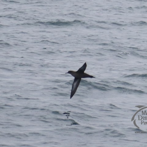 sooty shearwater