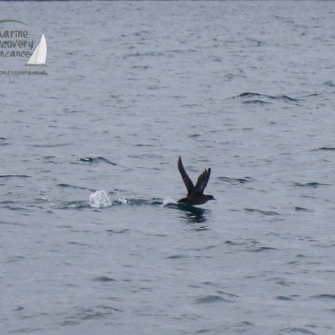 a bird flying over a body of water