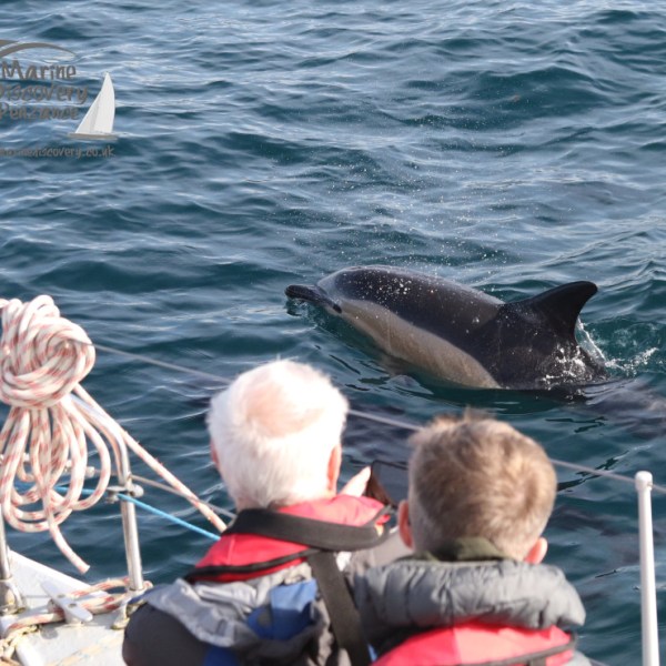 watching a common dolphin
