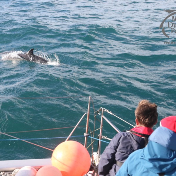 watching common dolphin