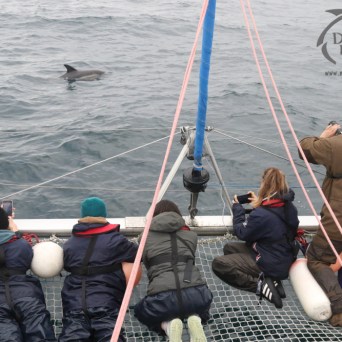 watching common dolphins