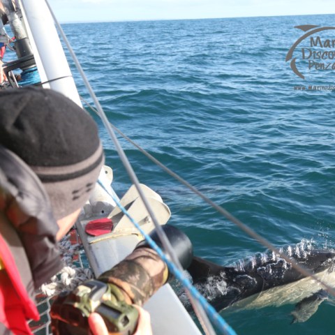Photographing dolphins