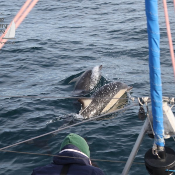 watching a common dolphin