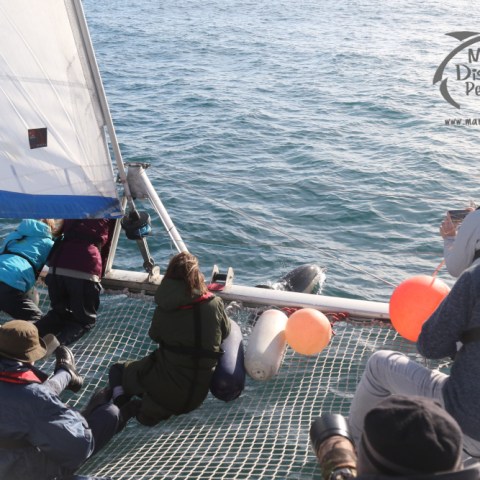 watching common dolphins