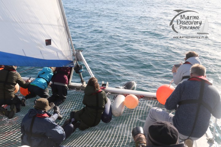 watching common dolphins