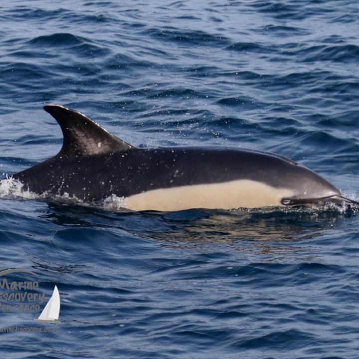 common dolphin