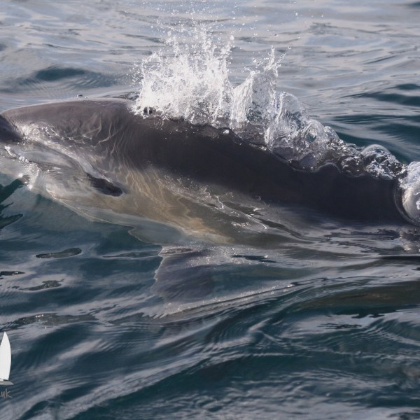 Common dolphin breath