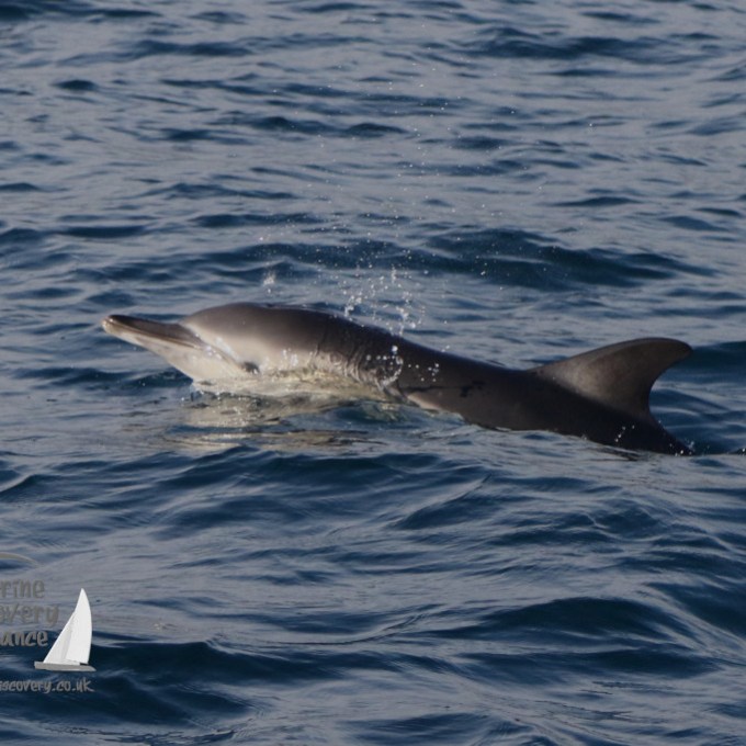 a bird flying over a body of water