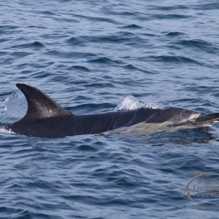 common dolphin surface