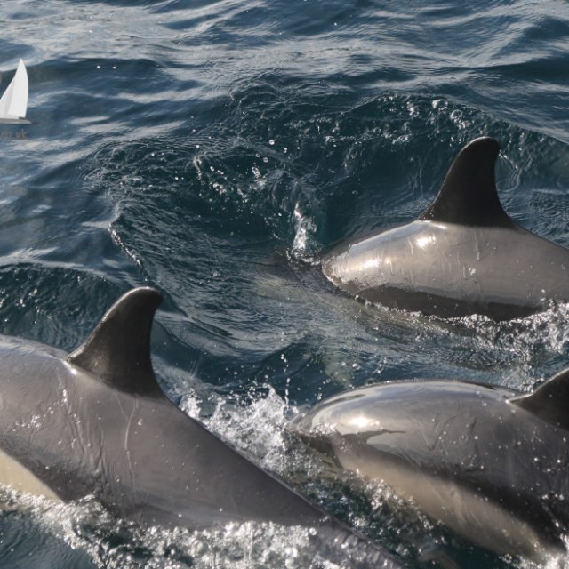 group of common dolphins