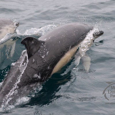 common dolphins