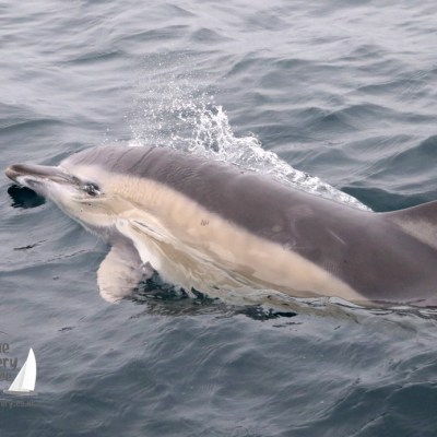 common dolphin