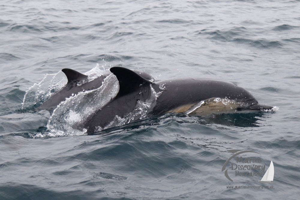 common dolphins