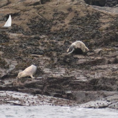 grey seals