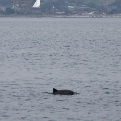 harbour porpoise