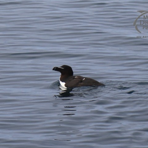Razorbill