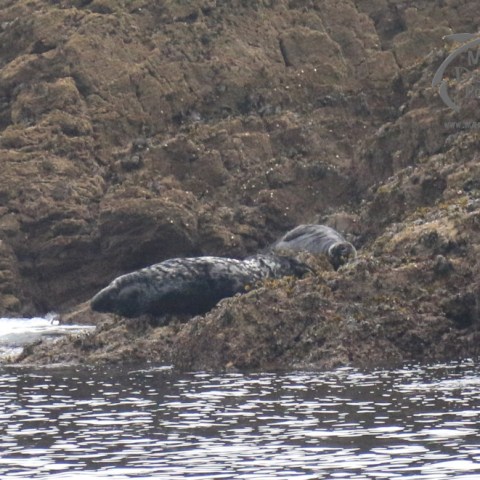 grey seals
