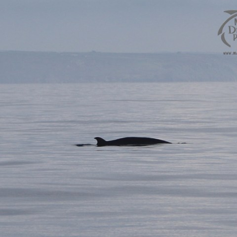 minke whale