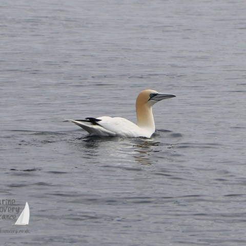 gannet