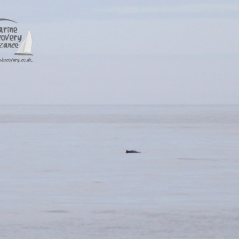 harbour porpoise