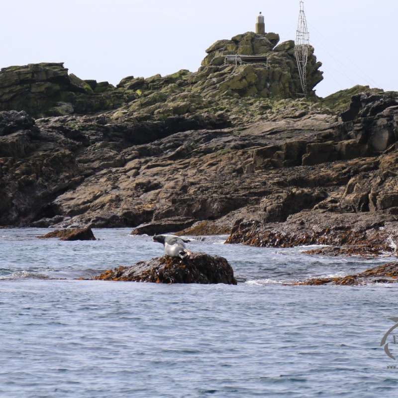 Grey seals on the island.