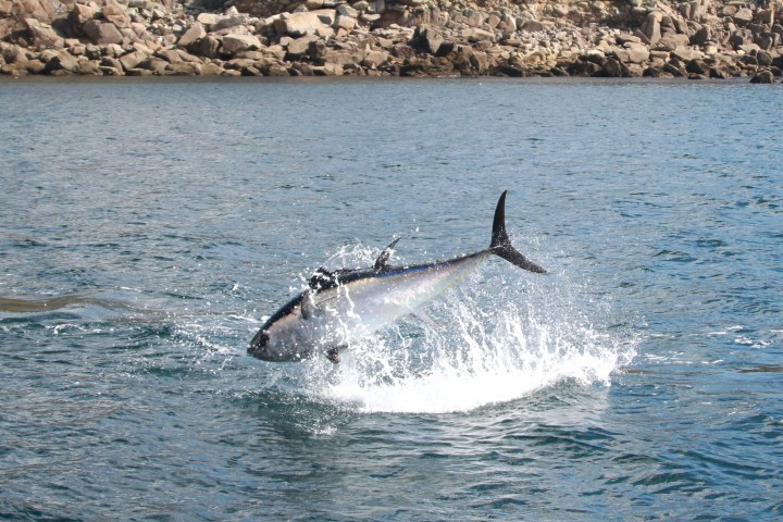 A large bluefin tuna jumps out of the water near rocky shoreline.