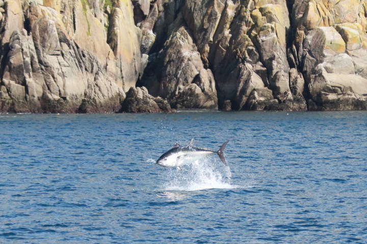 A bluefin tuna leaping from the water near rocky cliffs.