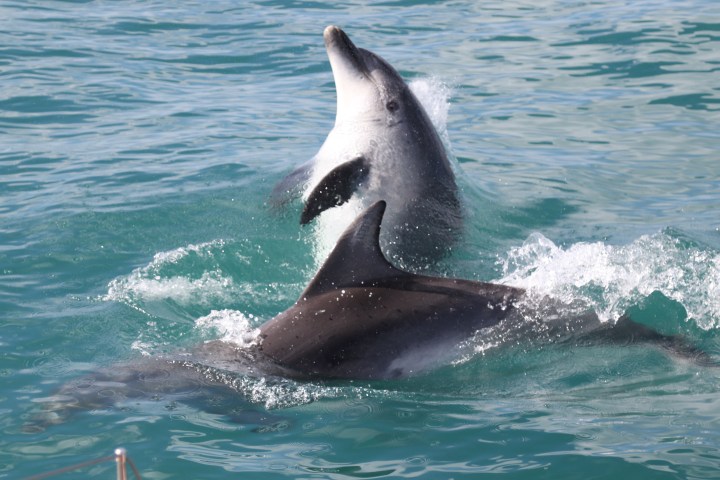 Two bottlenose dolphins swimming and jumping in the ocean.