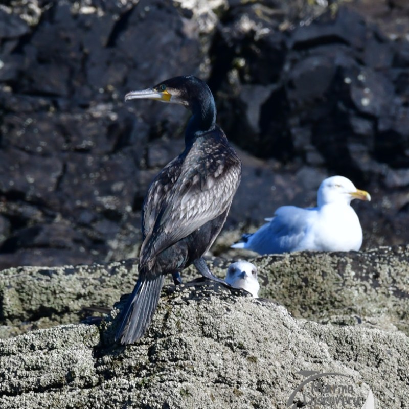 cormorant and gull