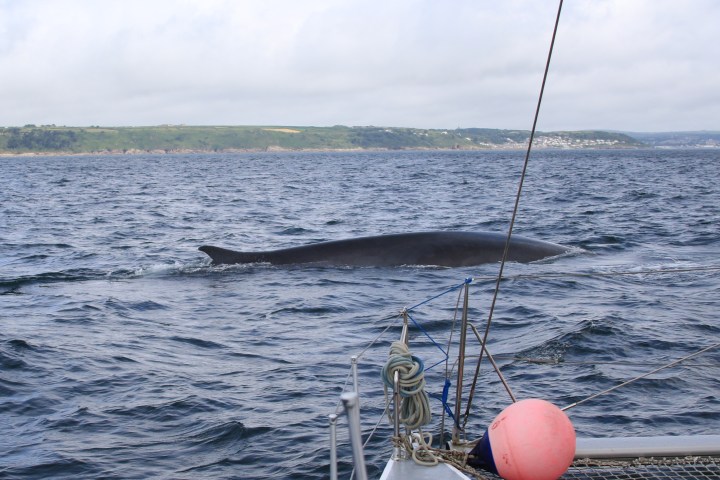 A fin whale near our sailboat on ocean with distant coastline and cloudy sky.