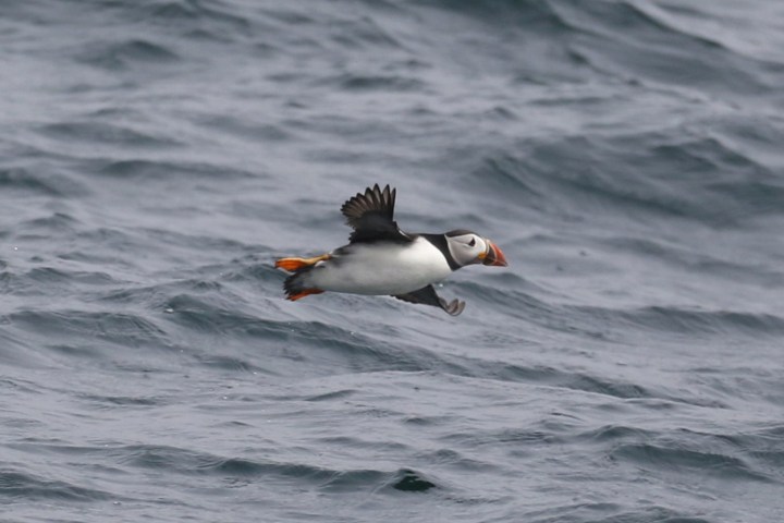 Puffin flying low over the ocean with wings outstretched and orange beak.