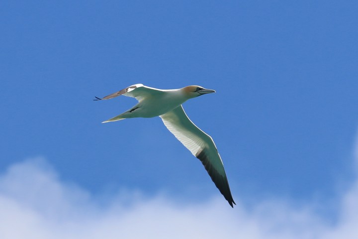 A gannet bird with outstretched wings gliding in a clear blue sky.