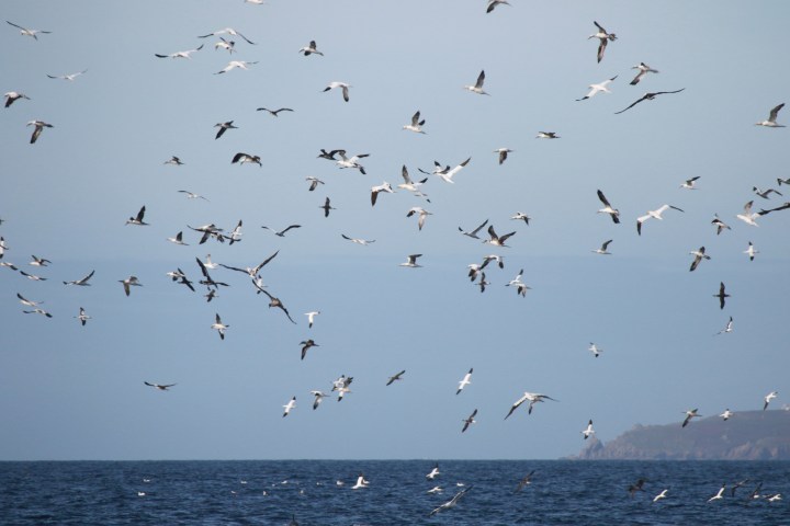 Gannets plunge feeding with a distant coastline.