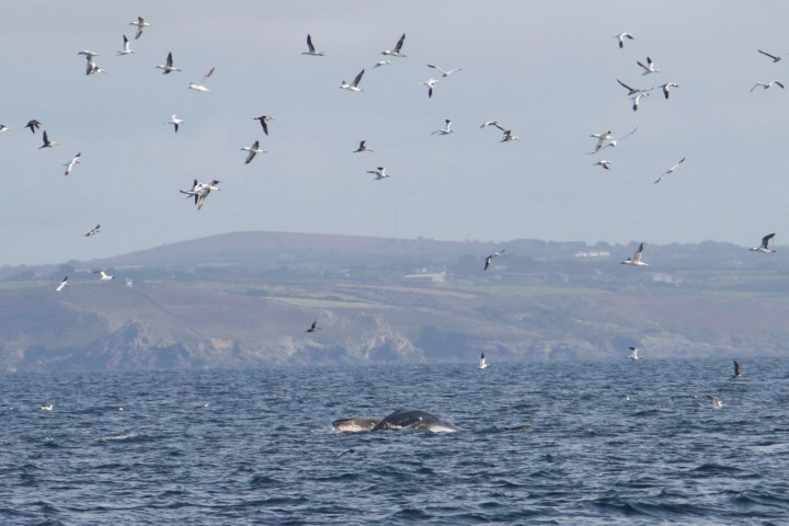 Seagulls flying over a fin whale lunge feeding in the ocean near a distant coastline.
