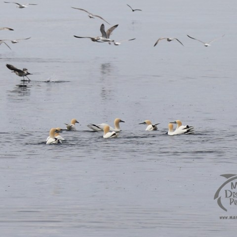 gannets