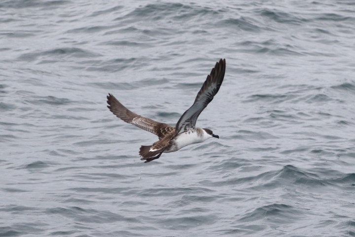 A great shearwater flying over the ocean.