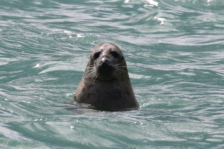 A grey seal's head above water, surrounded by rippling sea.