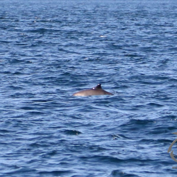 harbour porpoise