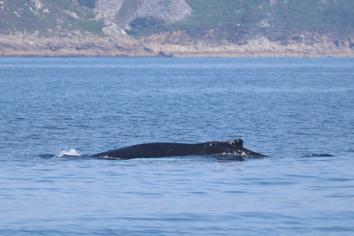 A humpback whale surfacing in calm sea with rocky shoreline in background