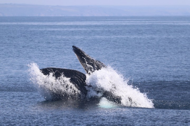 A whale breaches the ocean, splashing water under a clear blue sky.