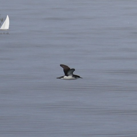 manx shearwater