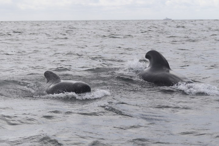 Two plilot whales swimming in a choppy sea.