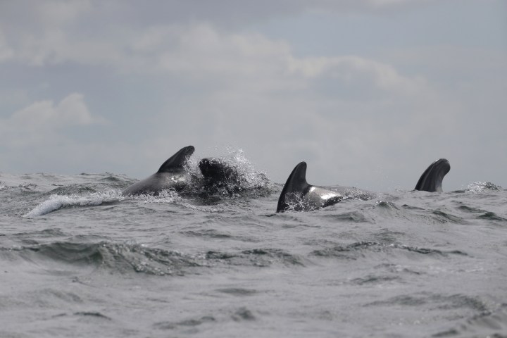 Three pilot whales swimming with dorsal fins above ocean waves under a cloudy sky.